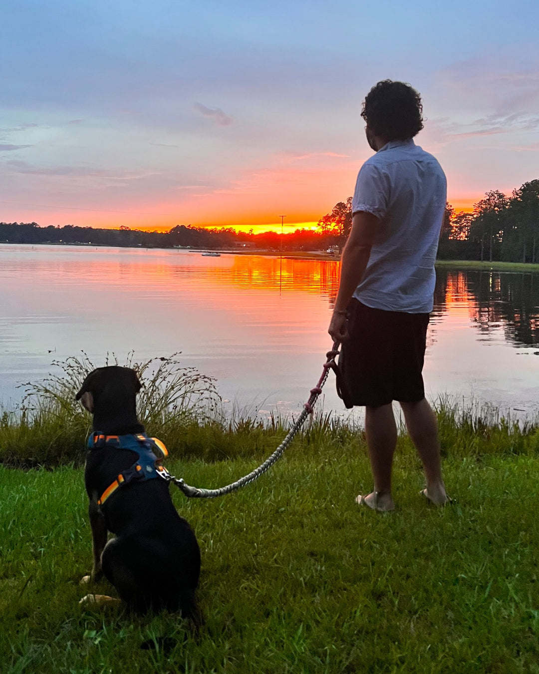 Pets on the Go