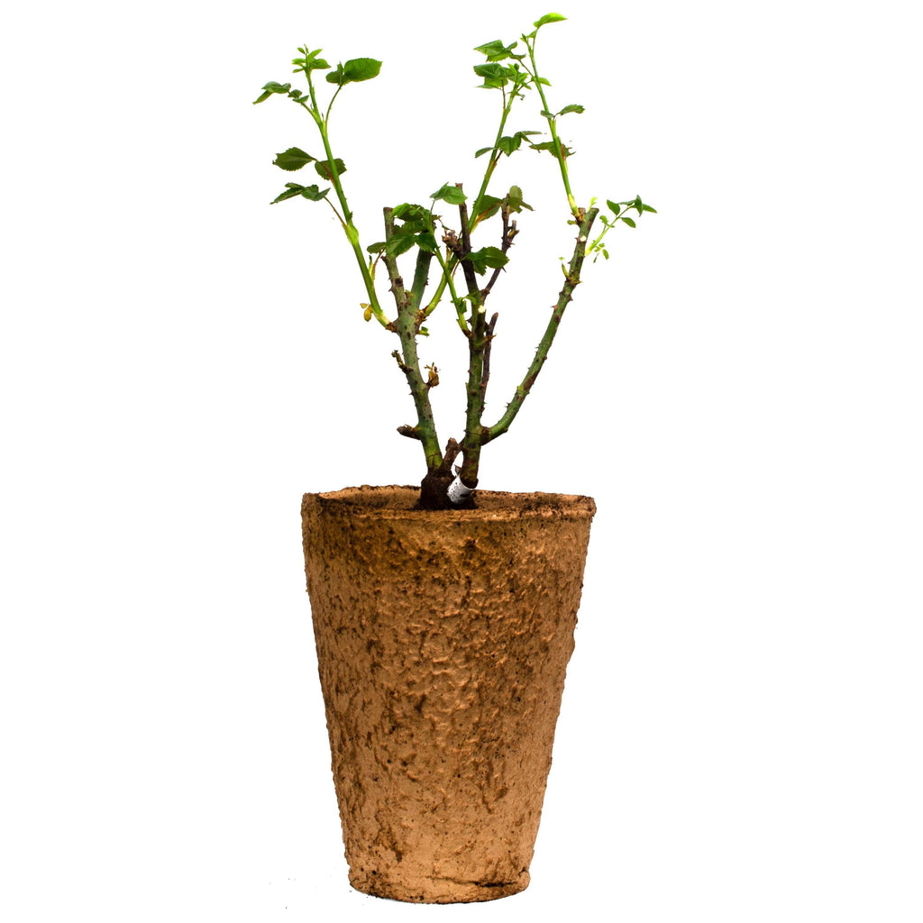 Zephirine Drouhin Climbing Rose 1.5 Gal Container