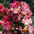 Fourth of July Climbing Rose 1.5 Gallon Pot