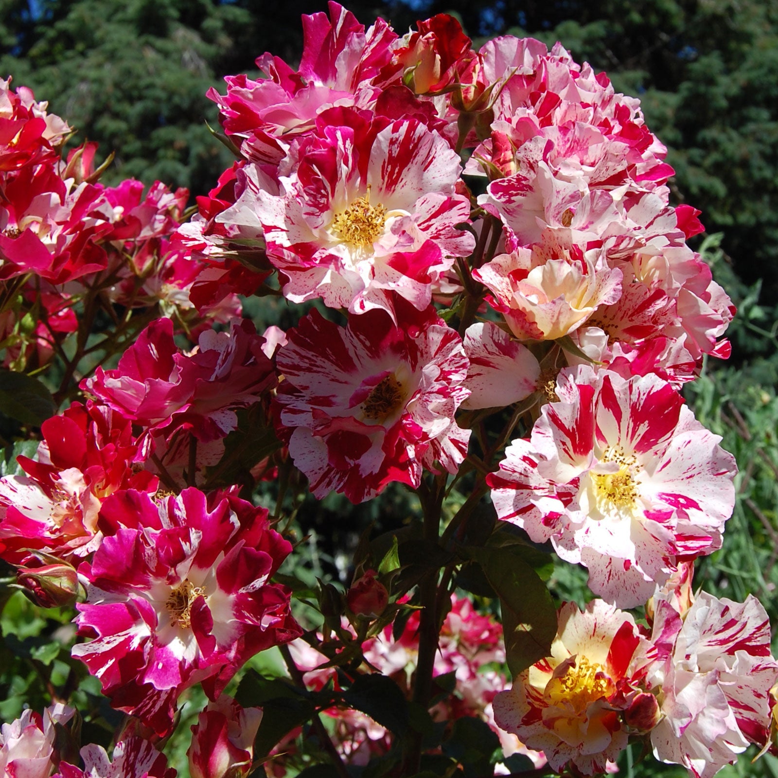 Fourth of July Climbing Rose 1.5 Gallon Pot