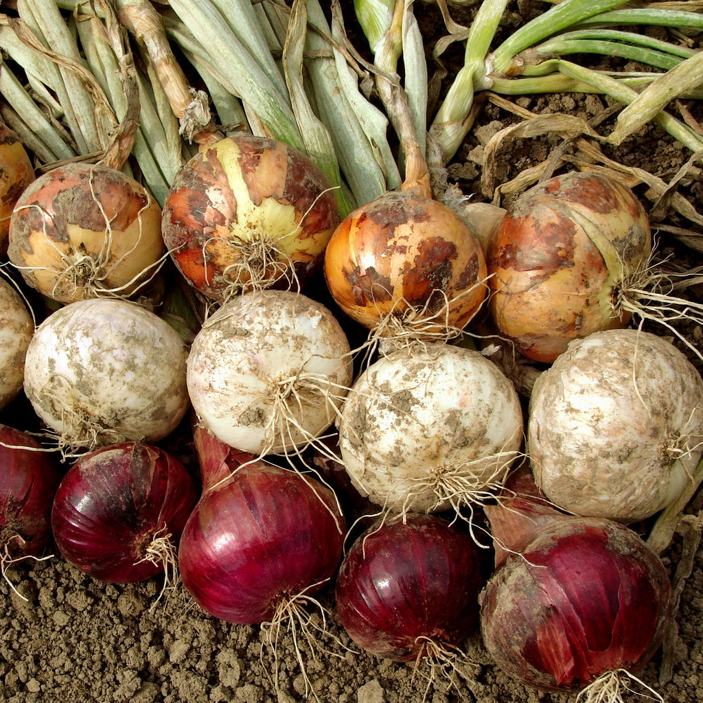 Mixed White & Yellow Onion Sets 1 Lb. Non-GMO