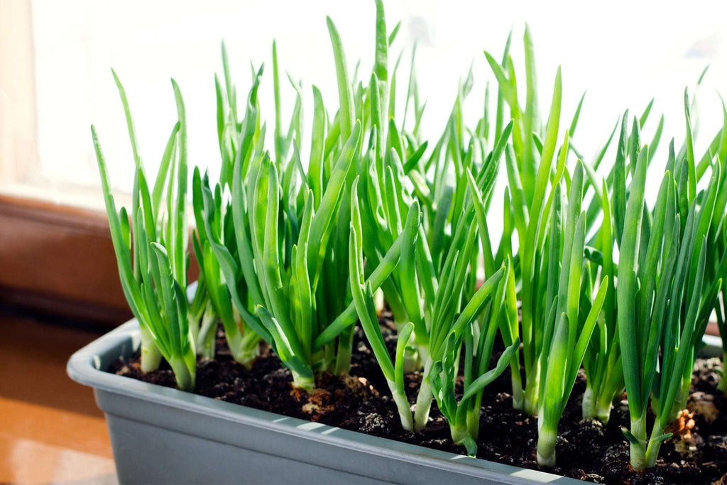 Mixed White Red Onion Sets 8 oz Bulbs Non-GMO