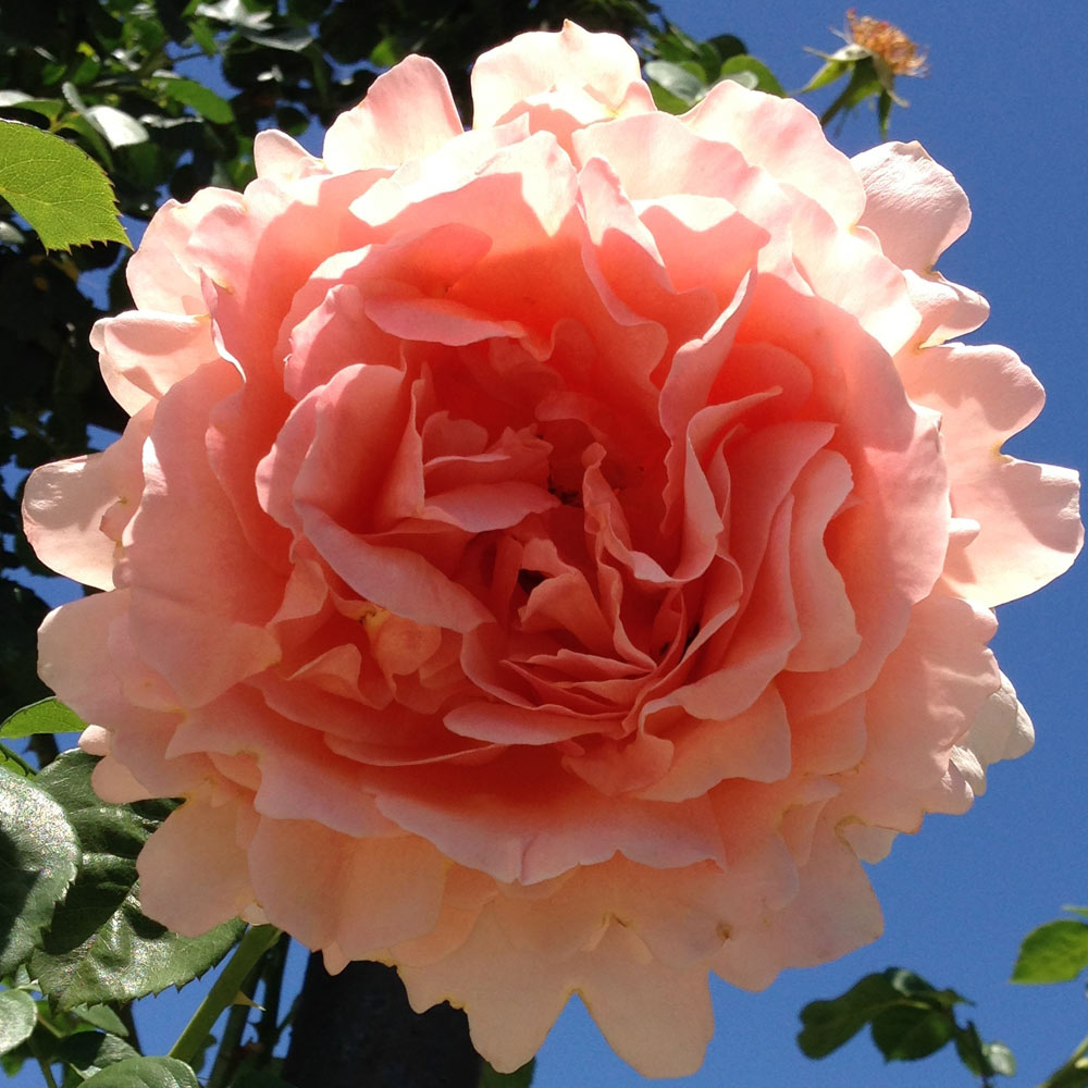 Polka Climbing Rose 1.5 gallon Pot