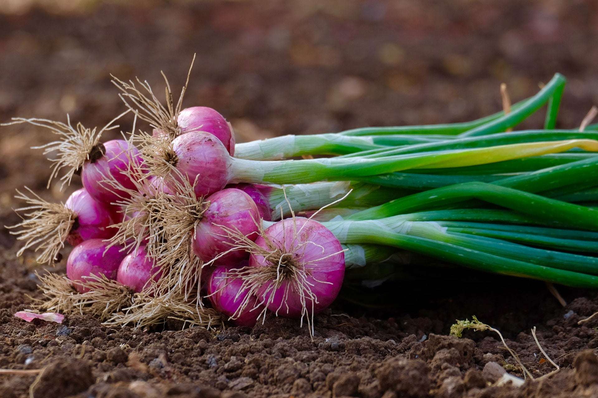 Mixed White Red Onion Sets 8 oz Bulbs Non-GMO