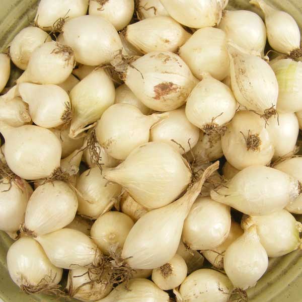 Mixed White Red Onion Sets 8 oz Bulbs Non-GMO