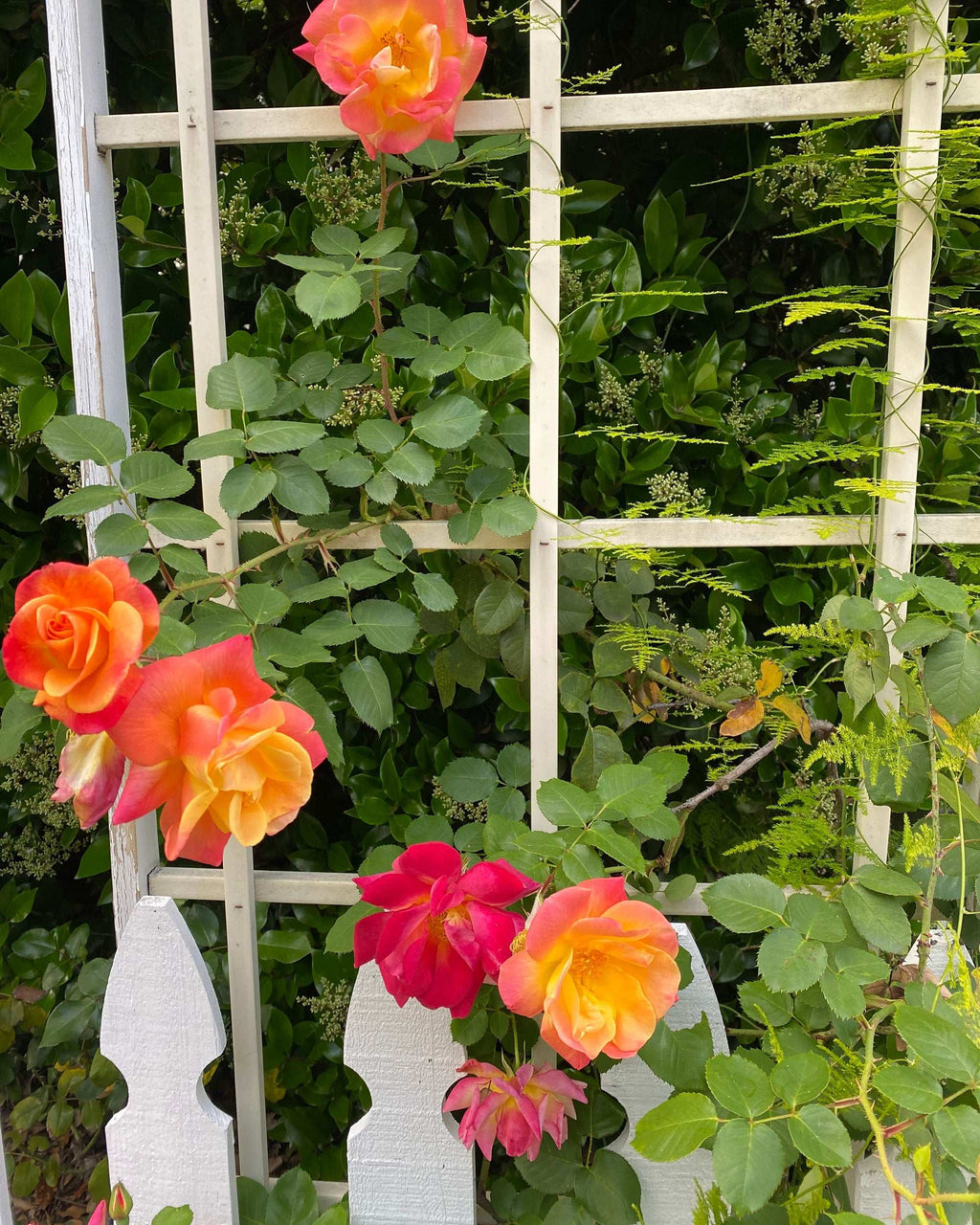 Joseph's Coat Rose 1.5 Gallon Potted Climbing Rose